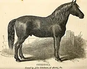 Cheval Conestoga dans le Report of the Commissioner of Agriculture for the year 1863