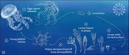 Schéma du passage de l'état polype à l'état méduse.