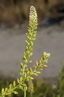 Inflorescence en fin de floraison, avec les capsules déjà formées