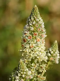 Détail des fleurs