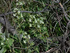 Réséda RaiponceReseda phyteuma