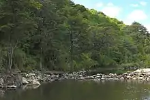 Paysage de forêt dense au pied d'une rivière