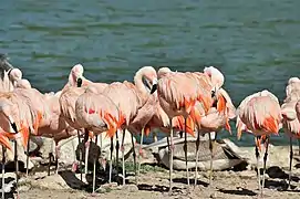 Flamants roses