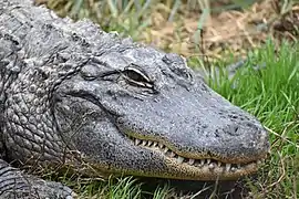 Alligator du Mississippi