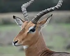 Impala mâle.