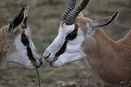 Springbok et son jeune.