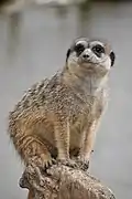 Suricate