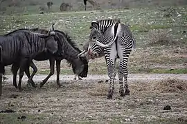 Gnous bleus et zèbre de Grévy.