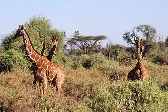 Girafes réticulées dans la Réserve nationale de Samburu