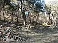 Travaux de Restauration de la suberaie par les APFM pour fixer le sol après incendie en Forêt Domaniale des Maures, 2003.