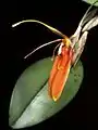 Restrepia cuprea