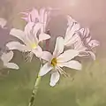 Fleurs de Lycoris squamigera, plus irrégulières que A. belladonna