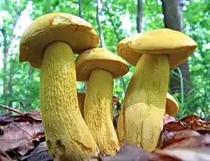 Retiboletus ornatipes