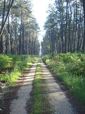 La forêt des Landes.