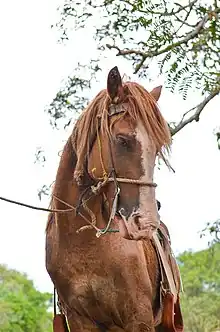 Portrait d'un cheval roux harnaché, vu de face.
