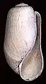 Coquille de Retusa obtusa (en).