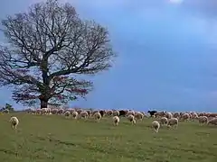 Troupeau ovin près de Revest-du-Bion