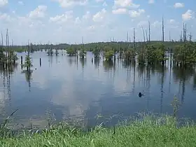 Image illustrative de l’article Lac Noir (Louisiane)