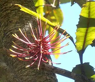 Gros plan sur une fleur d'arbre de couleur pourpre et jaune.