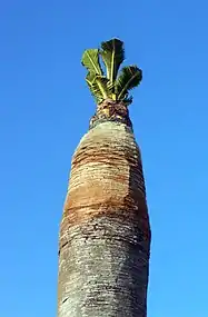 Palmier récupéré