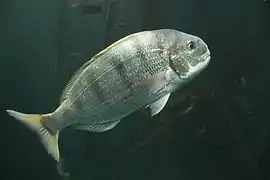 Rhabdosargus globiceps