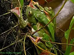 Amplexus, deux mâles collés sur une femelle.Par ailleurs, sur cette image, la peau présente entre les doigts est bien visible.