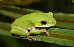 Description de l'image Rhacophorus arvalis (farmland green treefrog).jpg.