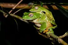 Deux grenouilles bien vertes posées l'une dessus l'autre se tiennent sur une branche.