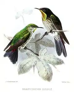 Description de l'image RhamphomicronDorsaleKeulemans.jpg.