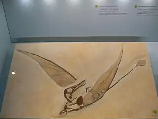 Moulage de Rhamphorhynchus muensteri