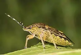 Profil montrant l’aiguille abdominale