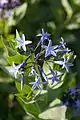 Fleurs de Rhazya orientalis