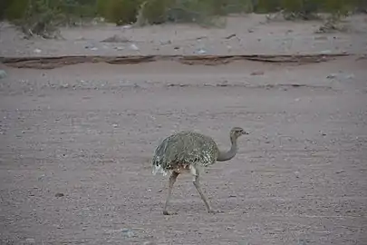 Nandou de Darwin au parc national Talampaya en 2017