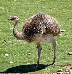 Nandou de Darwin (Rhea pennata pennata). Ici sous-espèce de Patagonie.