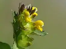 Rhinanthus minorFleurs