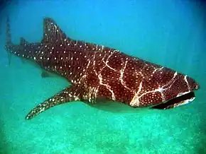 Requin baleine (Rhincodon typus, Orectolobiformes, Rhincodontidae), Maldives