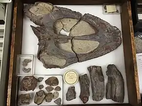 Crâne de Laccosaurus (montré en haut de l'image), et restes fossiles du seul individu connu de Rhineceps (en bas).