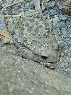 Description de l'image Rhinella arunco.JPG.