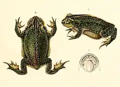 Description de l'image Rhinella dorbignyi 1847.jpg.