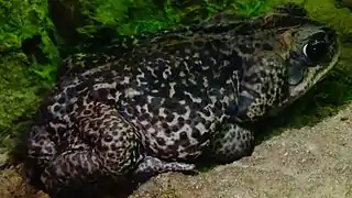 Ménagerie du Jardin des plantes