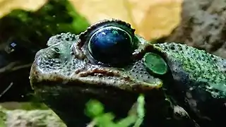 Ménagerie du Jardin des plantes