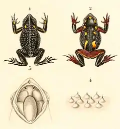 Description de l'image Rhinella spinulosa 1847.jpg.