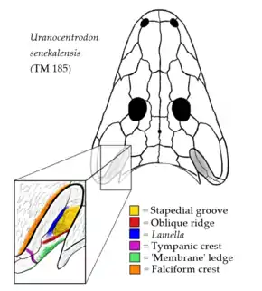 Croquis détaillé du crâne d'Uranocentrodon (en haut), avec l'échancrure otique élargie (montré en bas à gauche), pour montrer les caractéristiques otiques des rhinésuchidés. Les zones de différentes couleurs montre les divers partie de l'échancrure otique : la rainure stapédienne (en jaune), la crête oblique (en rouge), la « lamelle » ou « crête ptérygoïdienne dorsale » (en bleue), la crête tympanique (en rose), le rebord « membranaire » (en vert) et la crête falciforme (en orange).