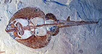 Fossile de Rhinobatos whitfieldi