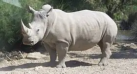 Rhinocéros