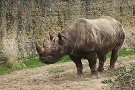 Rhinocéros noir dans la vallée des rhinocéros.