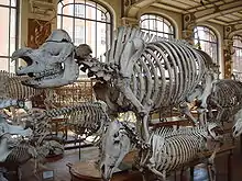 Photo du squelette entier. Il est entouré de nombreux autres squelettes.