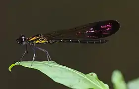 ♂