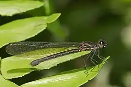 ♀