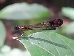 ♂